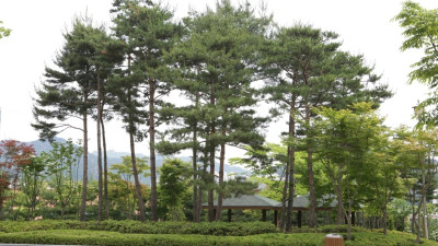 안양시, 소나무류 무단이동 특별단속…“재선충병 확산 원천 차단”